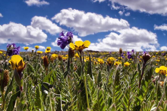 a close up photo of small yellow and purple flowers in a field. the sky is blue with several white puffy clouds.